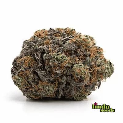 Auto Cherry Kush Coke Samen > Linda Seeds Auto Cherry Kush Coke Samen > Linda Seeds | Autoflowering Hanfsamen | Hybrid