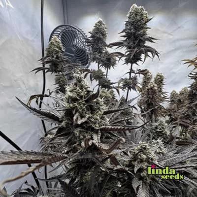 Auto Cherry Kush Coke Samen > Linda Seeds Auto Cherry Kush Coke Samen > Linda Seeds | Autoflowering Hanfsamen | Hybrid