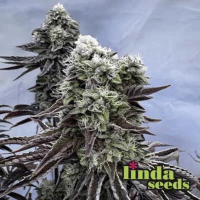 Auto Cherry Kush Coke Samen > Linda Seeds Auto Cherry Kush Coke Samen > Linda Seeds | Autoflowering Hanfsamen | Hybrid