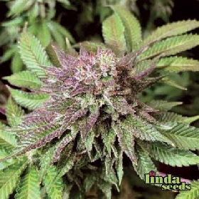 Autoflower CBD > Linda Seeds