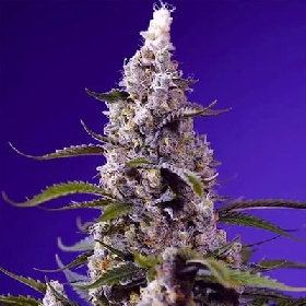 Banana Cream Cake XL Auto > Sweet Seeds
