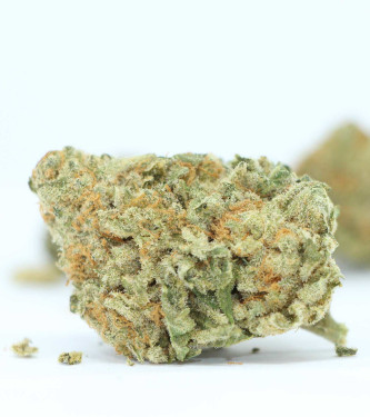 Mimosa Cake Samen > Linda Seeds Mimosa Cake Samen > Linda Seeds | Feminisierte Hanfsamen | Hybrid