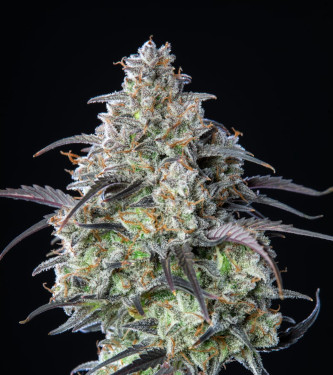 Mimosa Cake Samen > Linda Seeds Mimosa Cake Samen > Linda Seeds | Feminisierte Hanfsamen | Hybrid