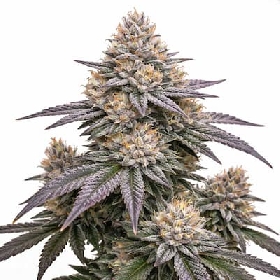 Pineapple Fruz > Sweet Seeds