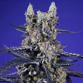Super Boof XL Auto > Sweet Seeds