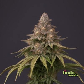 Tresor Buds > Linda Seeds