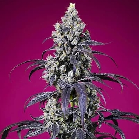 Tropicanna Cherry XL Auto > Sweet Seeds